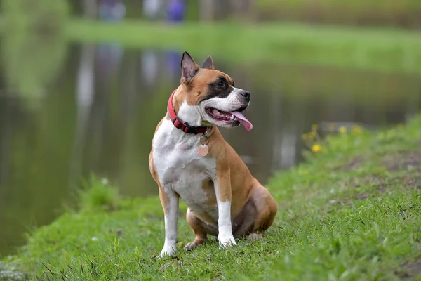 American Staffordshire Terrier Plenerowej — Zdjęcie stockowe