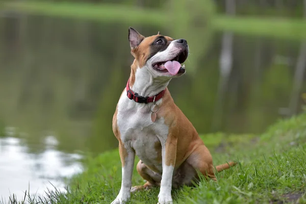 American Staffordshire Terrier Plenerowej — Zdjęcie stockowe