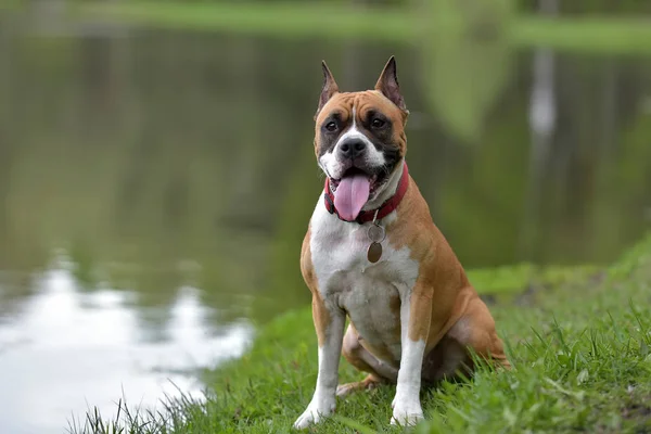 Amerikanischer Staffordshire Terrier Freien — Stockfoto