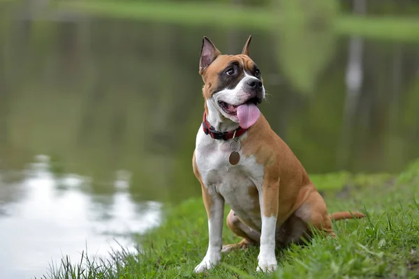 American Staffordshire Terrier Ritratto All Aperto — Foto Stock