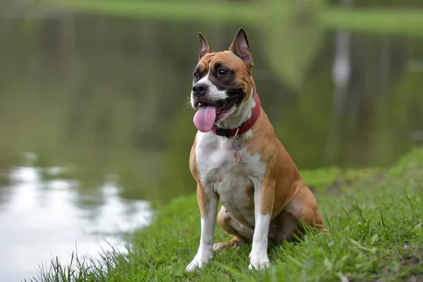 American Staffordshire Terrier Ritratto All Aperto — Foto Stock