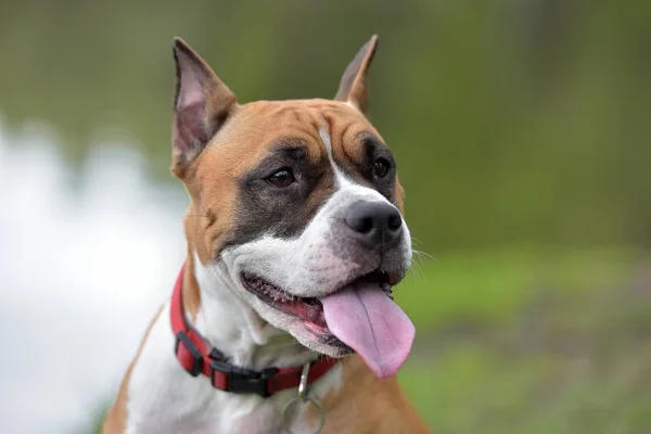 American Staffordshire Terrier Utomhus Porträtt — Stockfoto