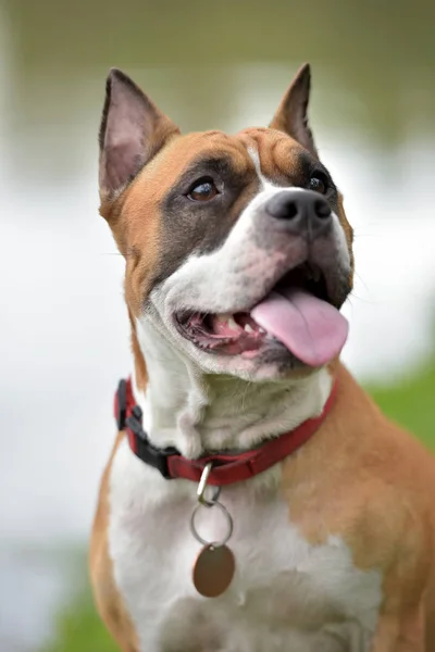 American Staffordshire Terrier Plenerowej — Zdjęcie stockowe