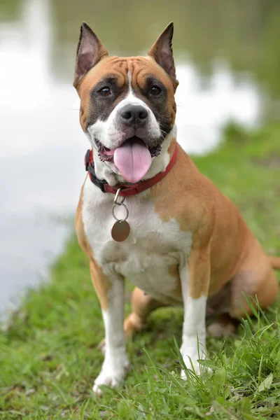 American Staffordshire Terrier Retrato Aire Libre — Foto de Stock