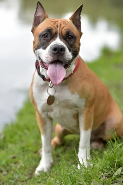 American Staffordshire Terrier Retrato Aire Libre — Foto de Stock