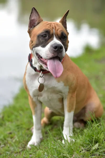 American Staffordshire Terrier Retrato Aire Libre — Foto de Stock