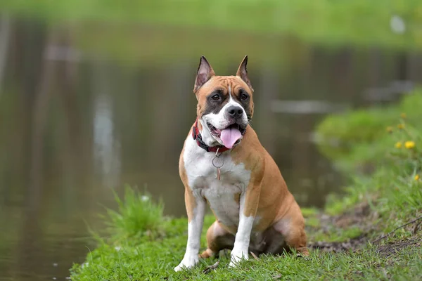 American Staffordshire Terrier Ritratto All Aperto — Foto Stock