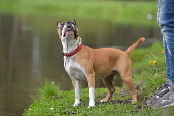 American Staffordshire Terrier Retrato Aire Libre — Foto de Stock