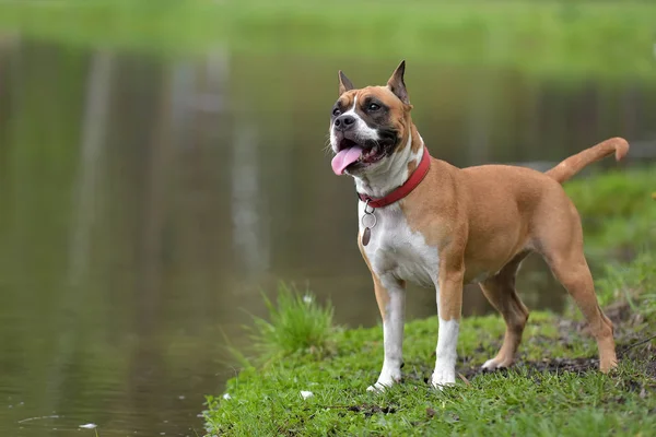 American Staffordshire Terrier Retrato Livre — Fotografia de Stock
