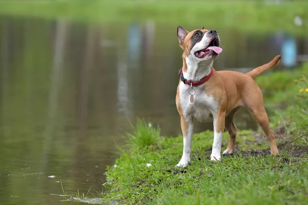 American Staffordshire Terrier Plenerowej — Zdjęcie stockowe