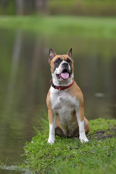 American Staffordshire Terrier Retrato Aire Libre — Foto de Stock