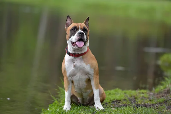 Amerikan Staffordshire Terrier Açık Portre — Stok fotoğraf