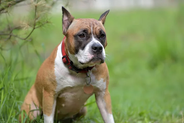 Amerikanischer Staffordshire Terrier Freien — Stockfoto