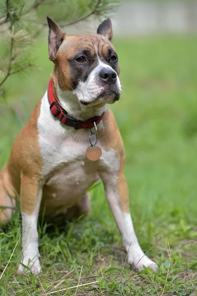 American Staffordshire Terrier Retrato Livre — Fotografia de Stock