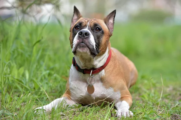 Amerikanischer Staffordshire Terrier Freien — Stockfoto