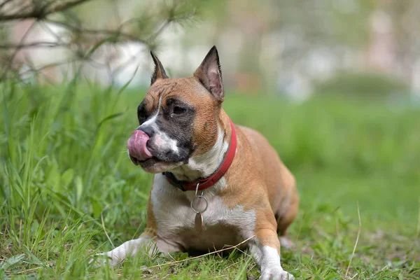 Outdoor Portret Van Amerikaanse Staffordshire Terriër — Stockfoto