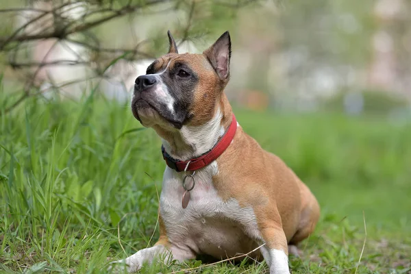 American Staffordshire Terrier Retrato Aire Libre — Foto de Stock