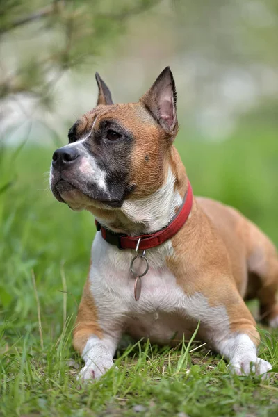 Amerikai Staffordshire Terrier Szabadtéri Portré — Stock Fotó