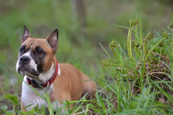 Amerikan Staffordshire Terrier Açık Portre — Stok fotoğraf
