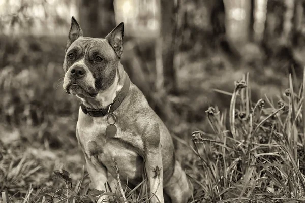 American Staffordshire Terrier Ritratto All Aperto — Foto Stock