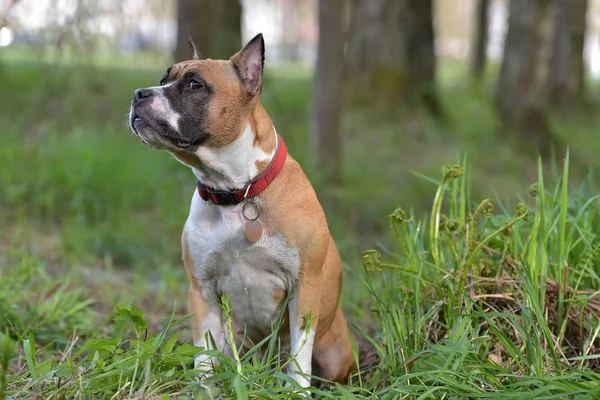 Amerikanischer Staffordshire Terrier Freien — Stockfoto