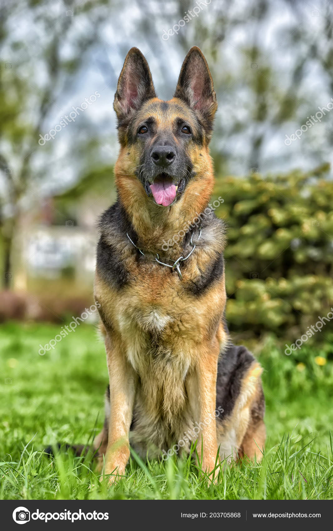 Vieux Chien Berger Allemand Côté Petit Arbre Dans Parc