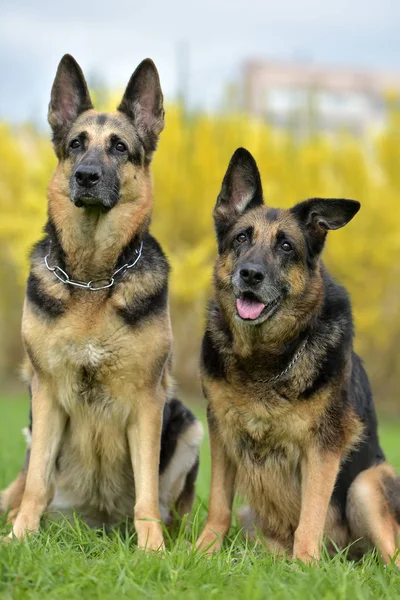 Dos Perros Pastores Alemanes Fondo Otoño —  Fotos de Stock