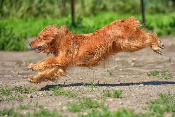 Red Spaniel Quickly Runs Park — Stock Photo, Image