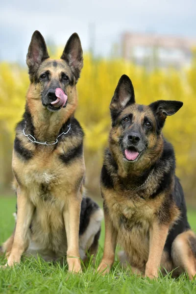 Zwei Schäferhunde Auf Herbstlichem Hintergrund — Stockfoto