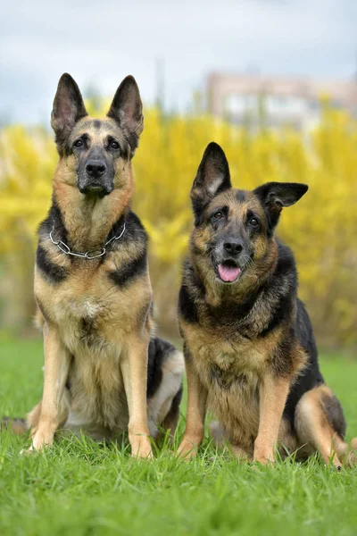 Zwei Schäferhunde Auf Herbstlichem Hintergrund — Stockfoto