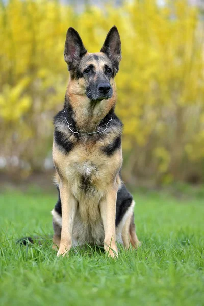 Gammal Tysk Herdehund Höst Bakgrund — Stockfoto