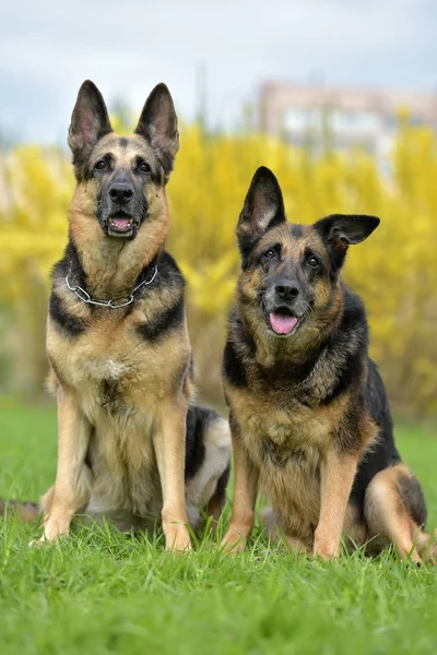 Zwei Schäferhunde Auf Herbstlichem Hintergrund — Stockfoto