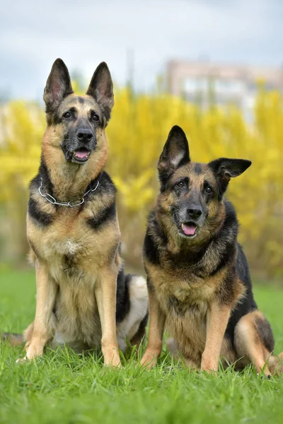 Zwei Schäferhunde Auf Herbstlichem Hintergrund — Stockfoto