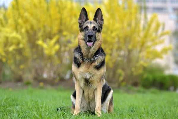 Vecchio Pastore Tedesco Cane Uno Sfondo Autunno — Foto Stock