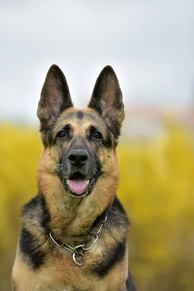 Gammal Tysk Herdehund Höst Bakgrund — Stockfoto