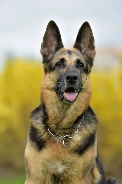 Old German Shepherd Dog Autumn Background — Stock Photo, Image