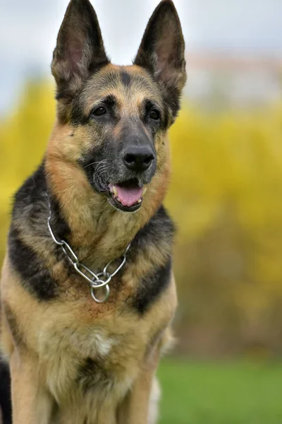 Vecchio Pastore Tedesco Cane Uno Sfondo Autunno — Foto Stock