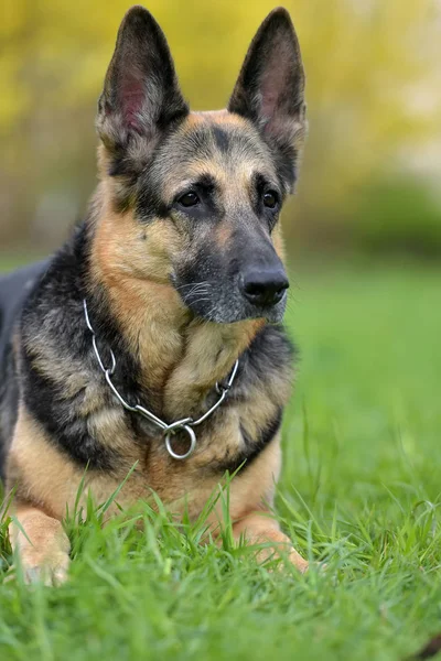 Oudste Duitse Herder Ligt Het Gras Zomer — Stockfoto