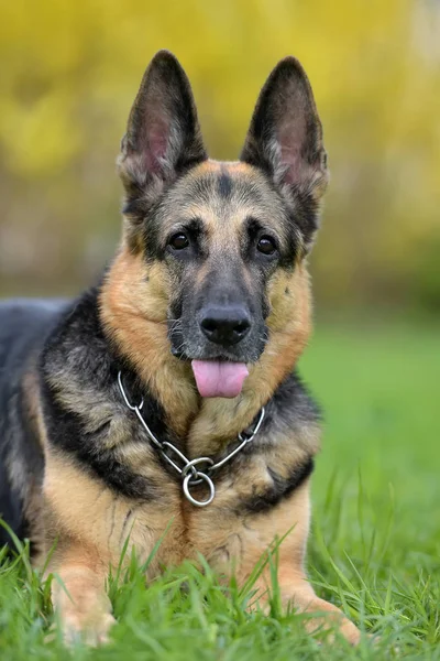 Vieux Berger Allemand Trouve Sur Herbe Été — Photo