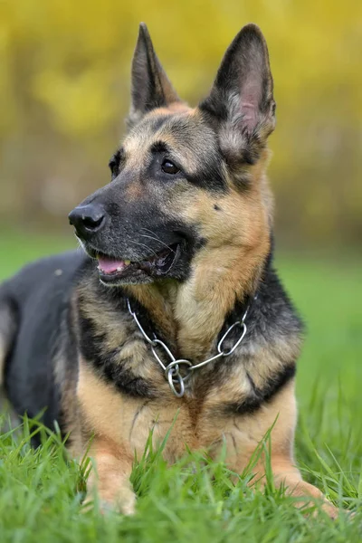 Oldest German Shepherd Lies Grass Summer — Stock Photo, Image