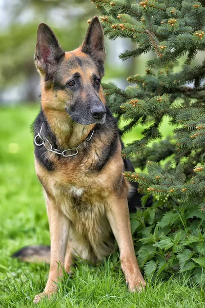 公園で小さな木の隣に古いジャーマン シェパード犬 — ストック写真