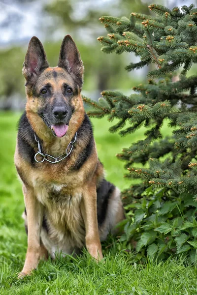 Viejo Perro Pastor Alemán Junto Pequeño Árbol Parque —  Fotos de Stock