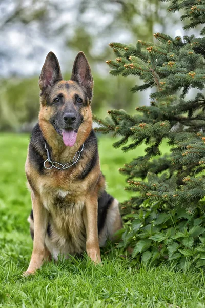 Oud Duitse Herdershond Naast Een Kleine Boom Het Park — Stockfoto