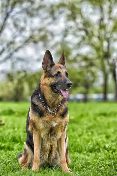 Eski Alman Çoban Köpeği Yanındaki Parkta Küçük Bir Ağaç — Stok fotoğraf