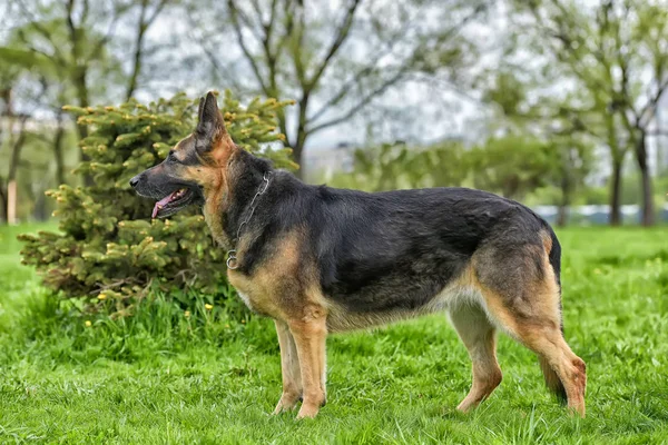 Oud Duitse Herdershond Naast Een Kleine Boom Het Park — Stockfoto