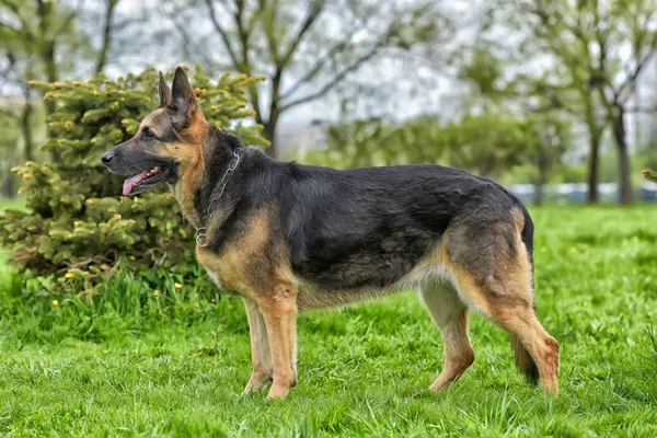 Old German Shepherd Dog Next Small Tree Park — Stock Photo, Image
