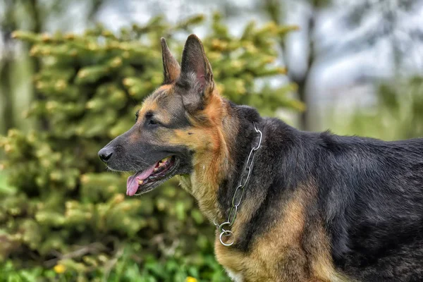 Gammal Tysk Herdehund Bredvid Ett Litet Träd Parken — Stockfoto