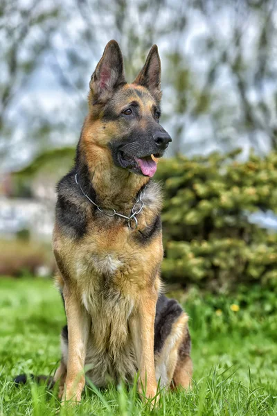 Gammal Tysk Herdehund Bredvid Ett Litet Träd Parken — Stockfoto