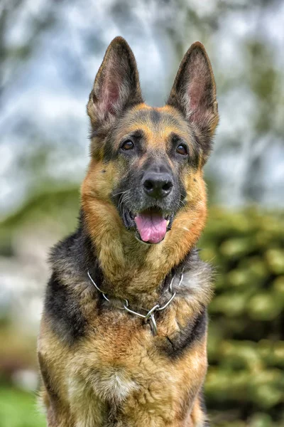 Old German Shepherd Dog Next Small Tree Park — Stock Photo, Image