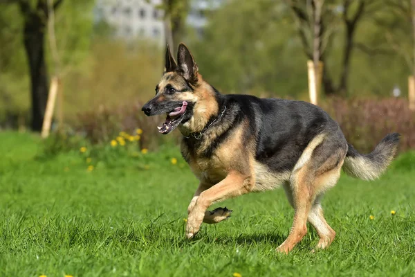 Legrégebbi Német Pásztor Fut Parkban Nyári — Stock Fotó